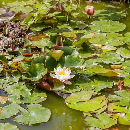 Ninfea Wonderful Garden, Business & Relax Villa Infernetto